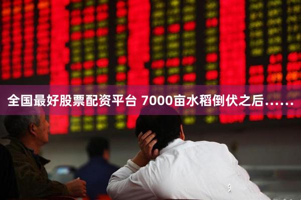 全国最好股票配资平台 7000亩水稻倒伏之后……